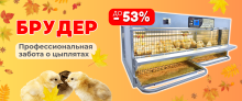 БОЛЬШАЯ РАСПРОДАЖА! Скидка до -53% на брудеры для цыплят! БОЛЬШАЯ РАСПРОДАЖА! Скидка до -53% на брудеры для цыплят!