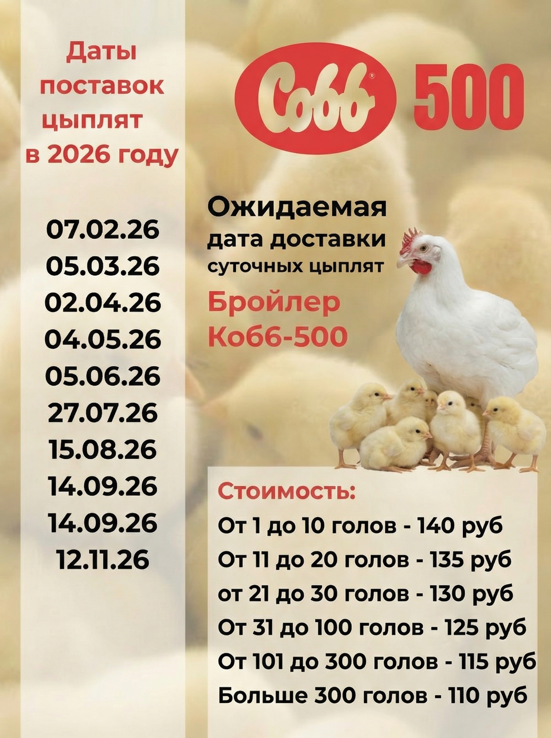 Цыплёнок бройлерный суточный (Россия). Фото 1 Цыплёнок бройлерный суточный (Россия). Фото 1
