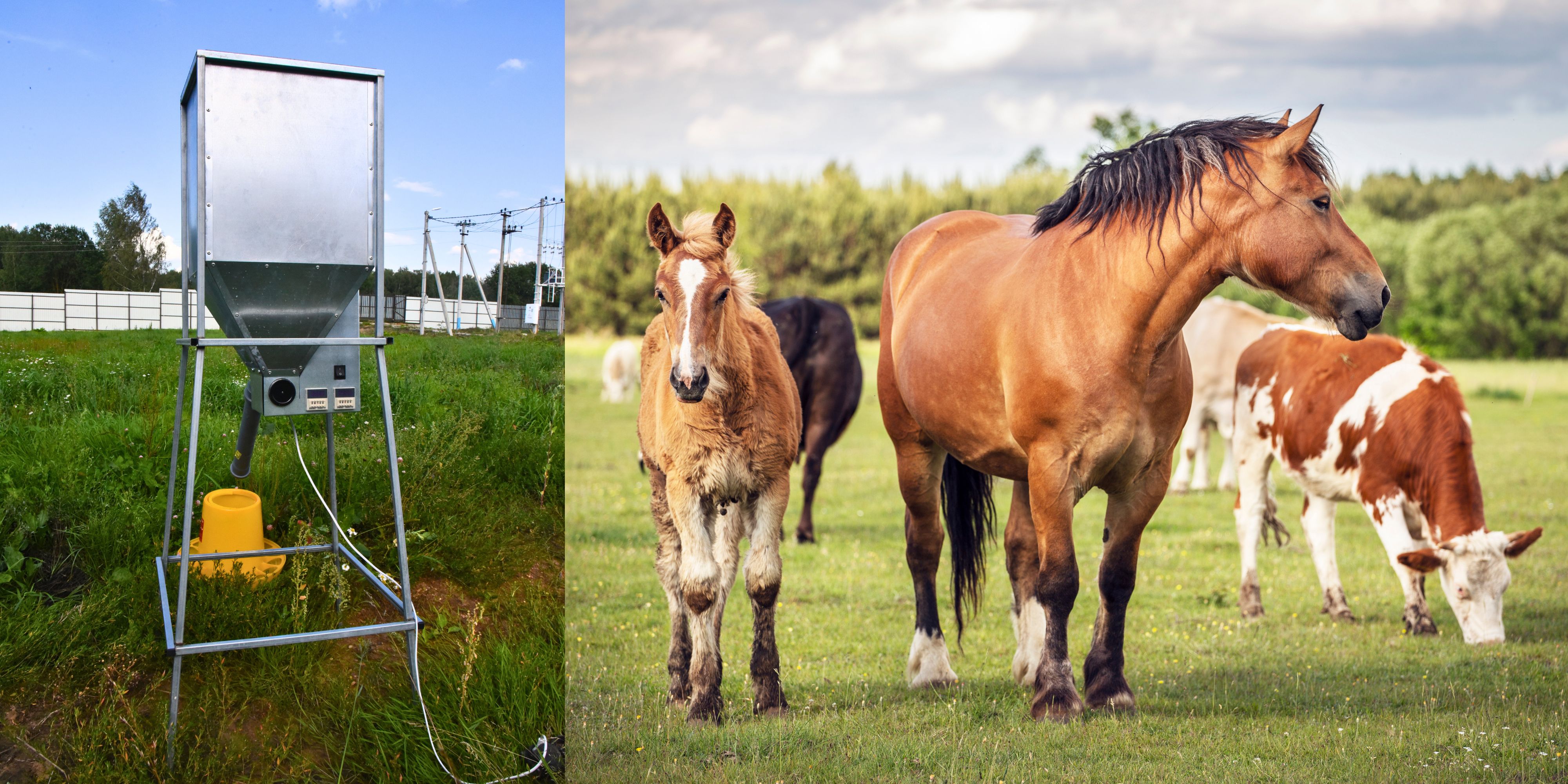 Бункер кормовой автоматический "Дозатор 45". Фото 19 Бункер кормовой автоматический "Дозатор 45". Фото 19