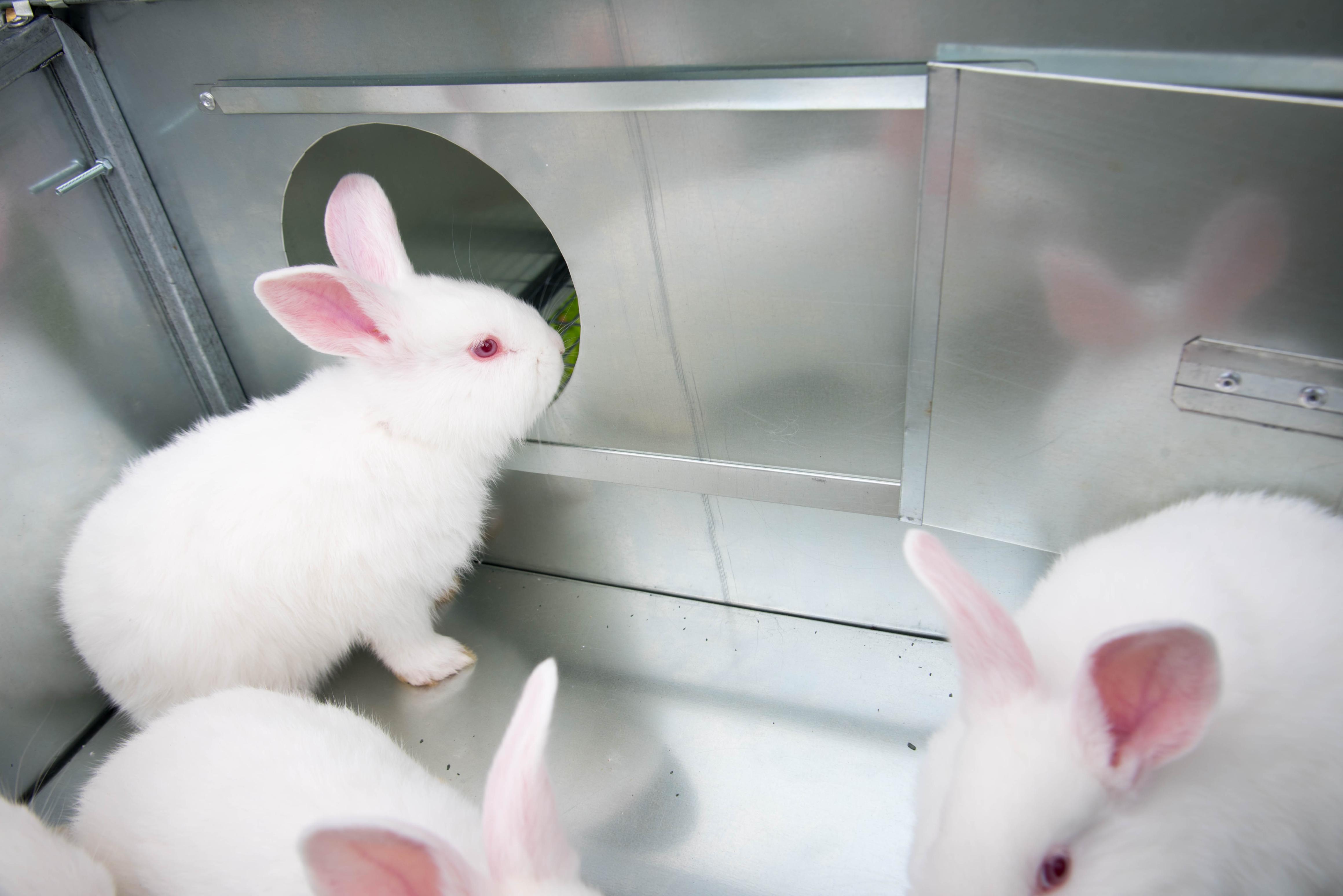 Уличный домик для кроликов "Фаворит" КР2-М-М. Фото 10 Уличный домик для кроликов "Фаворит" КР2-М-М. Фото 10