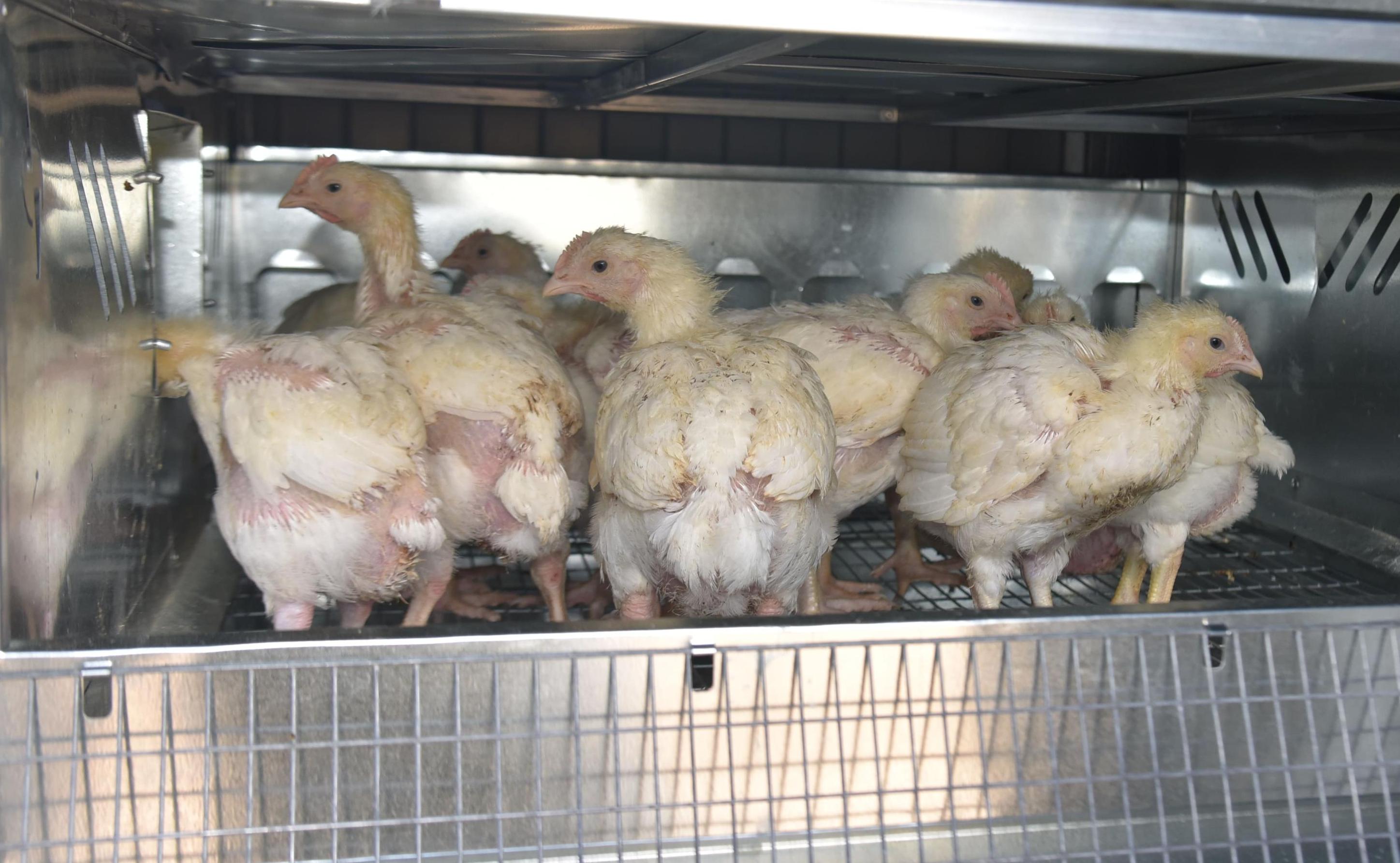 Автоматический уличный брудер "Идеальный папа". Фото 18 Автоматический уличный брудер "Идеальный папа". Фото 18