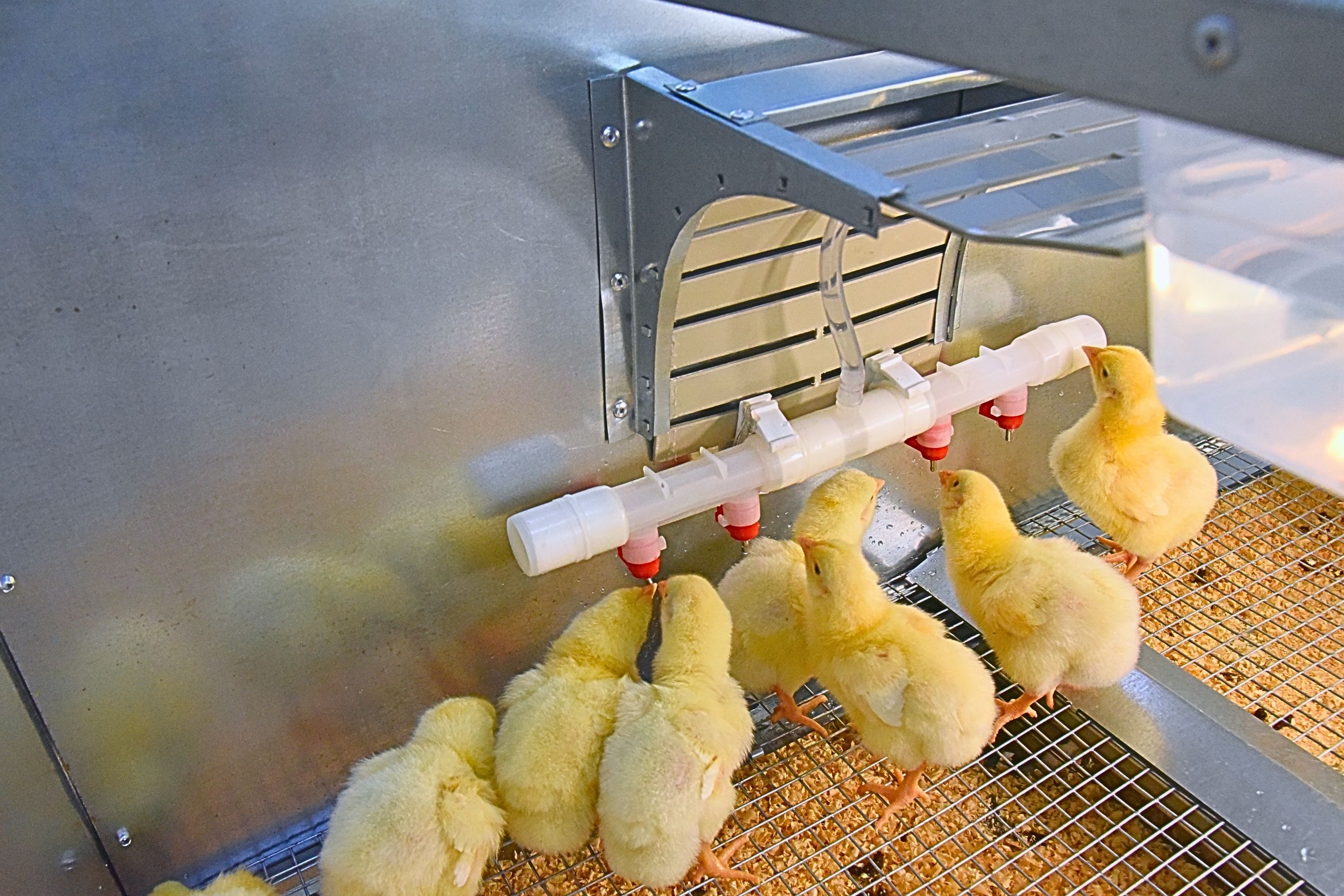 Брудер для цыплят автоматический "Рост А100.2". Фото 16