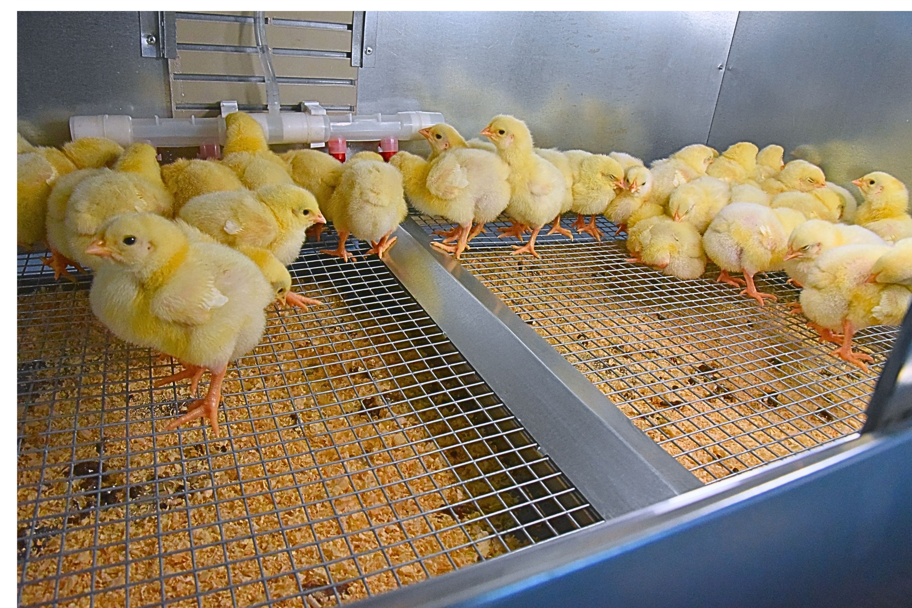 Брудер для цыплят автоматический "Рост А100.3". Фото 23