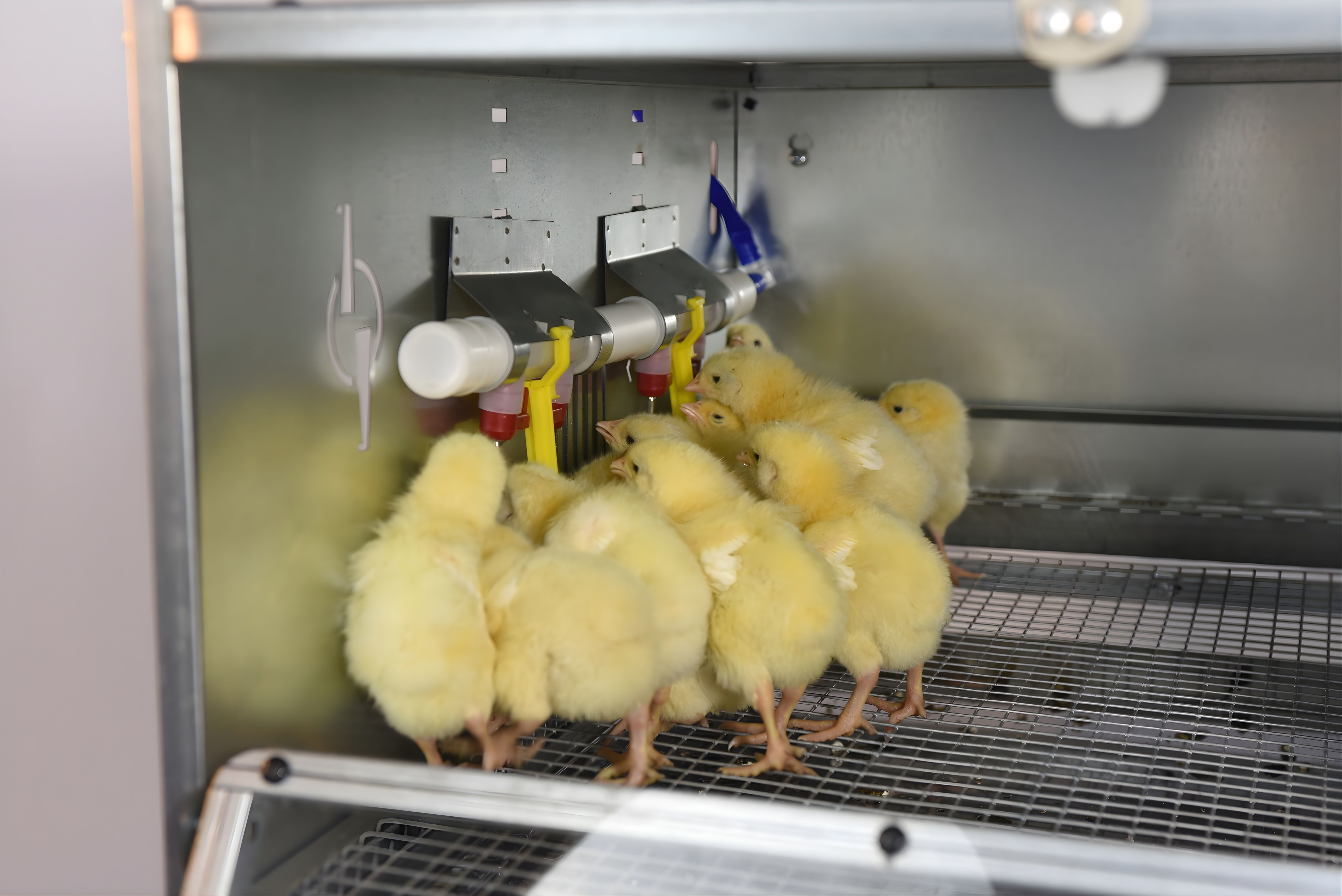 Рамный автоматический брудер 0712 Стандарт. Фото 31