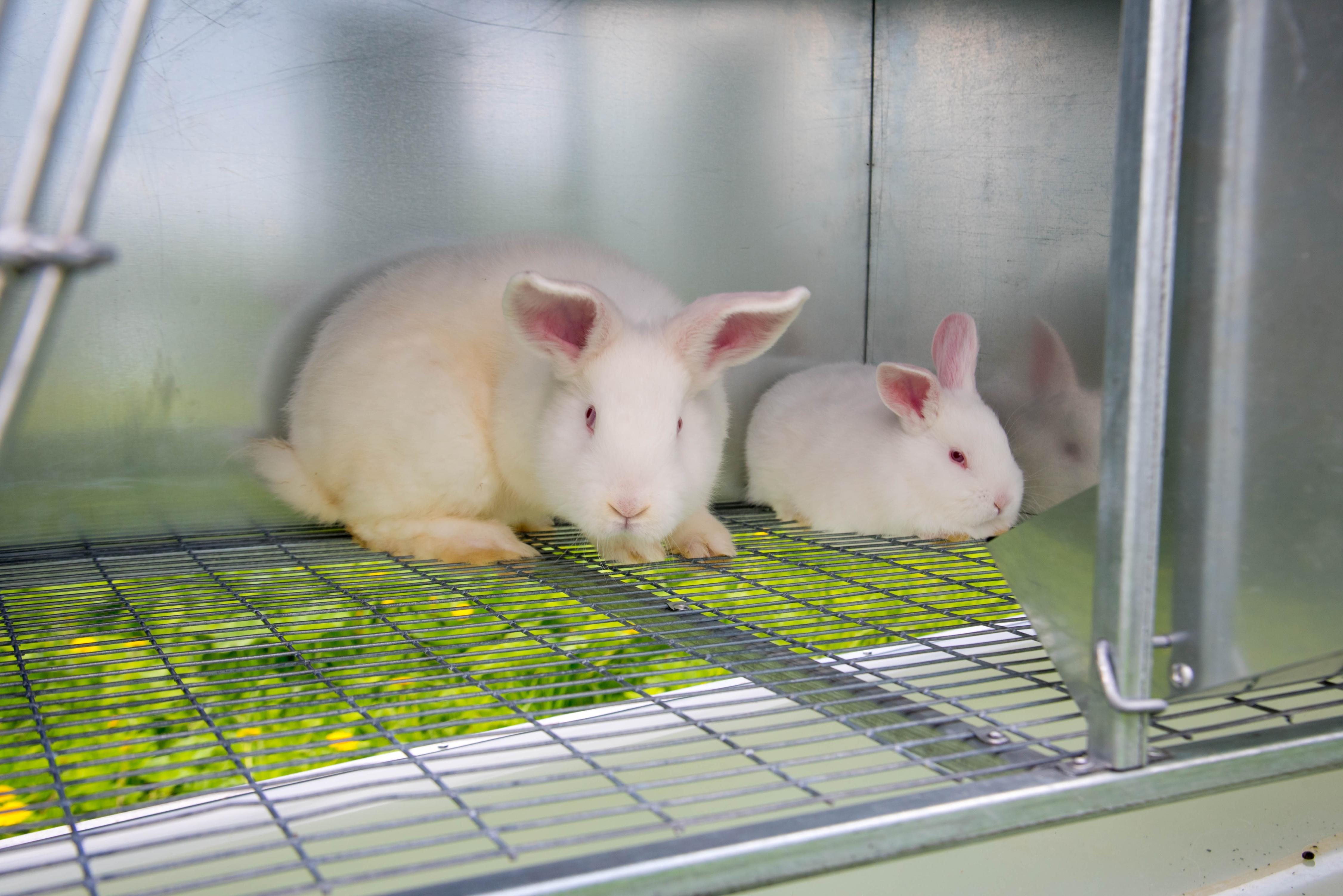 Уличный домик для кроликов "Фаворит" КР2-О-О. Фото 11 Уличный домик для кроликов "Фаворит" КР2-О-О. Фото 11