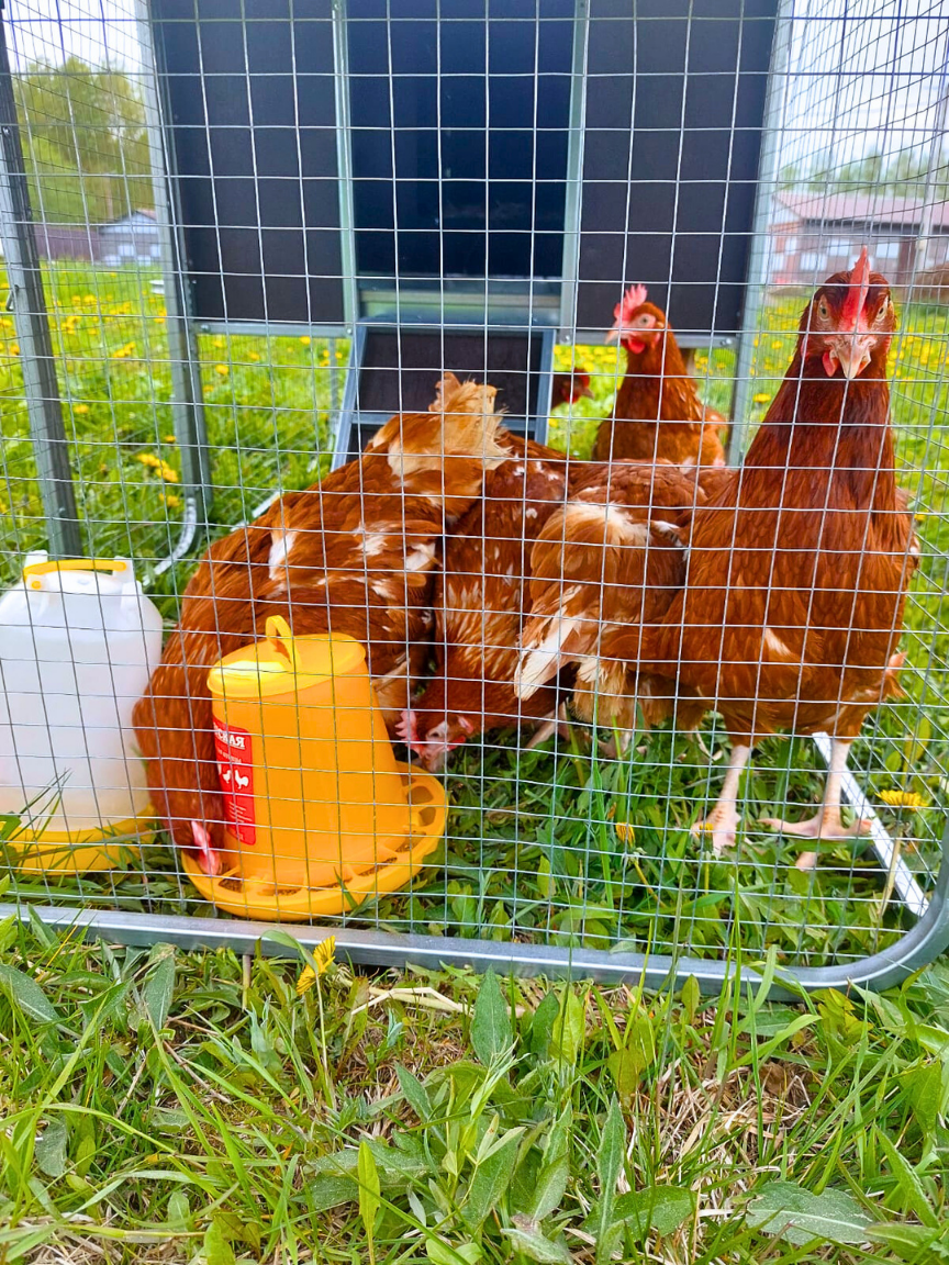 Курятник "Фазенда" на 8-10 кур. Фото 24