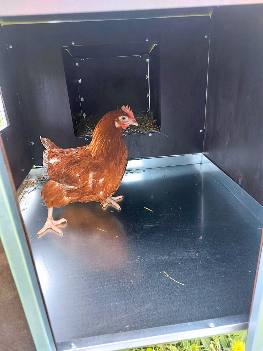 Курятник "Фазенда" на 8-10 кур. Фото 20