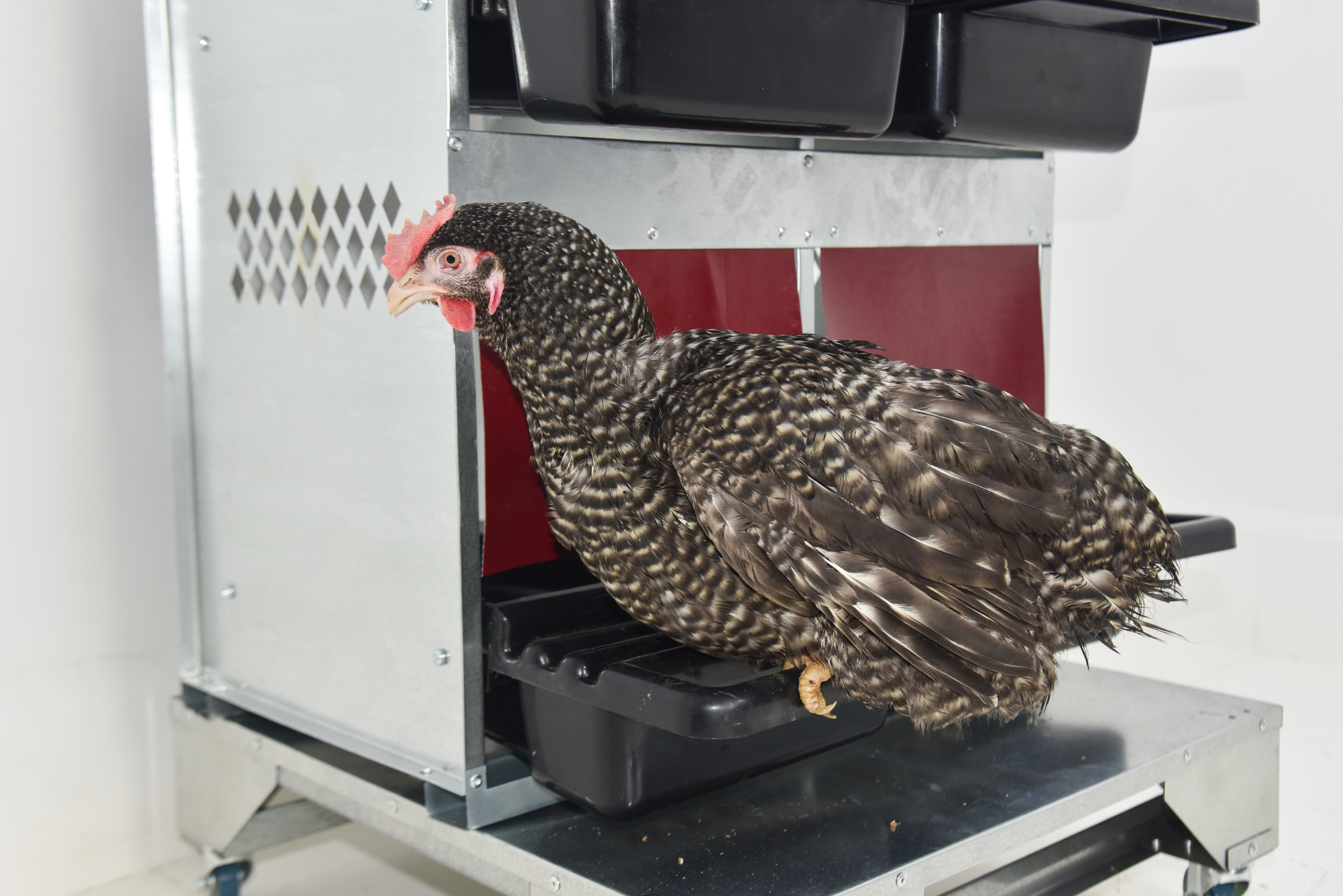 Гнездо для кур-несушек "Компакт" 2-2. Фото 4