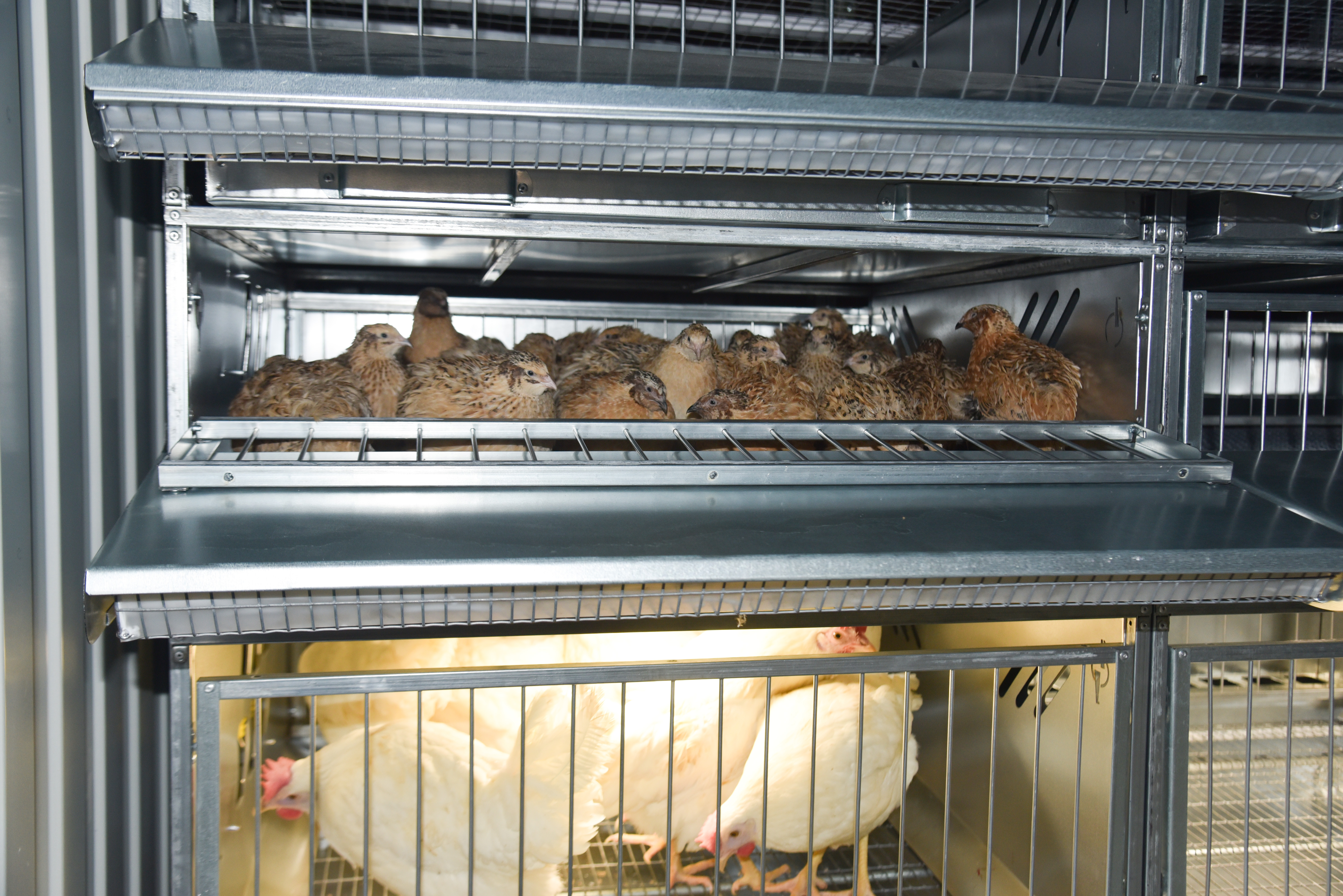 Автоматический уличный брудер "Идеальный папа". Фото 15 Автоматический уличный брудер "Идеальный папа". Фото 15