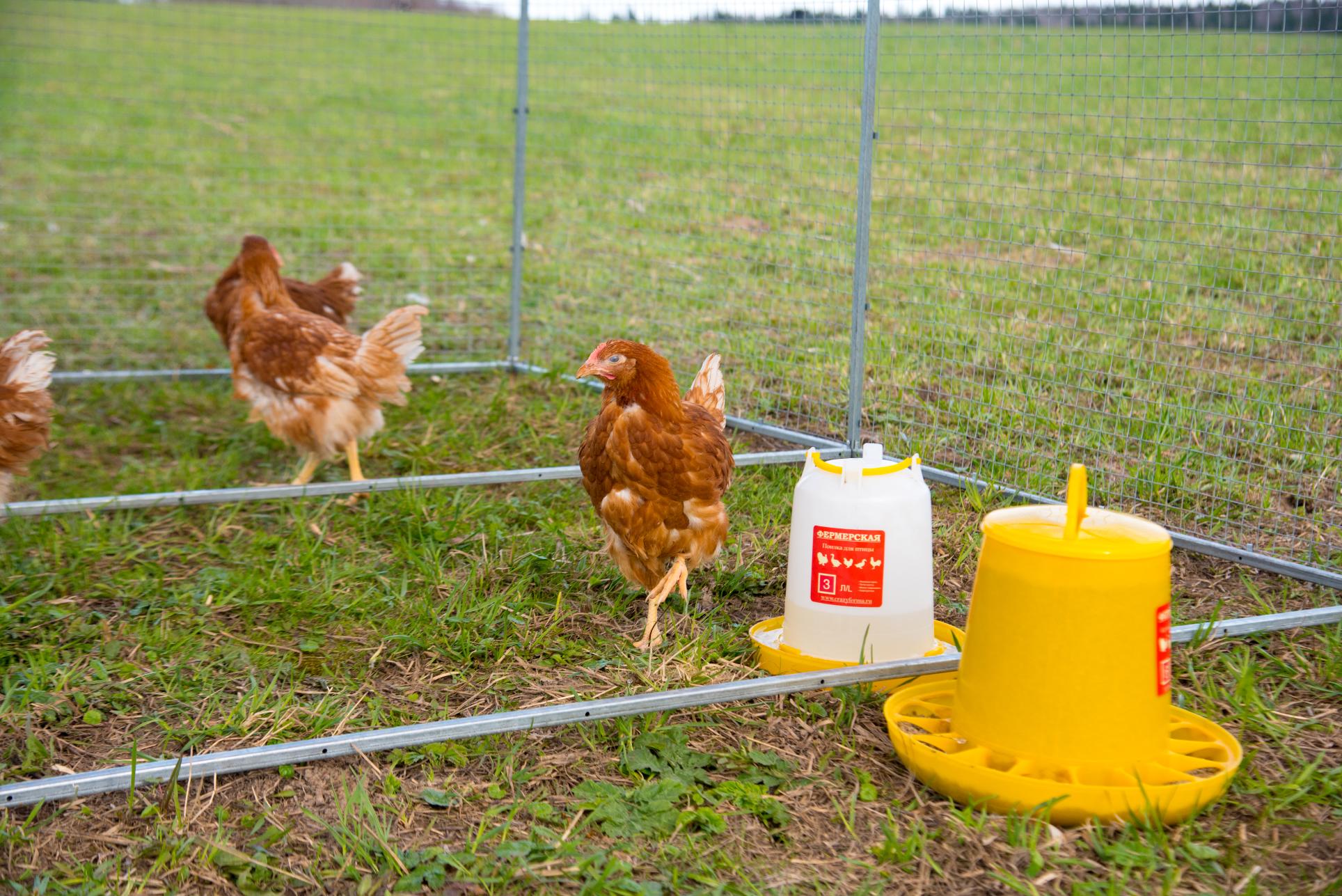 Выгул "Разгуляй" с крышей 2-7-К. Фото 3