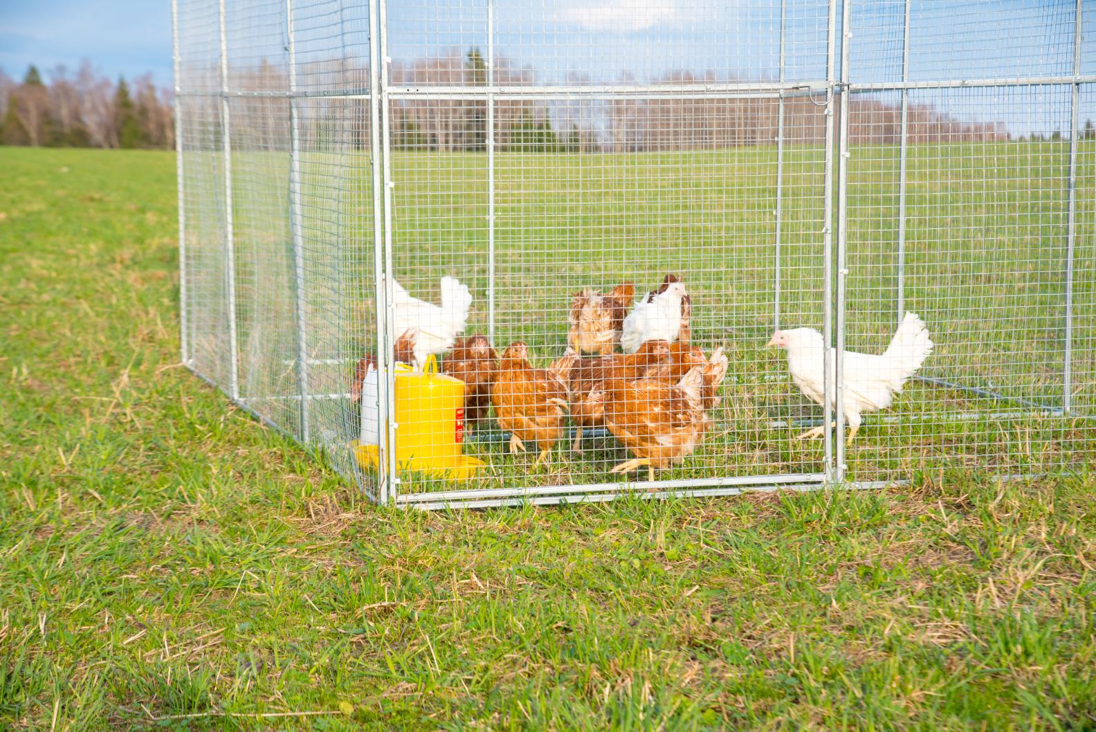 Выгул "Разгуляй" из сетки 2-3-С. Фото 3