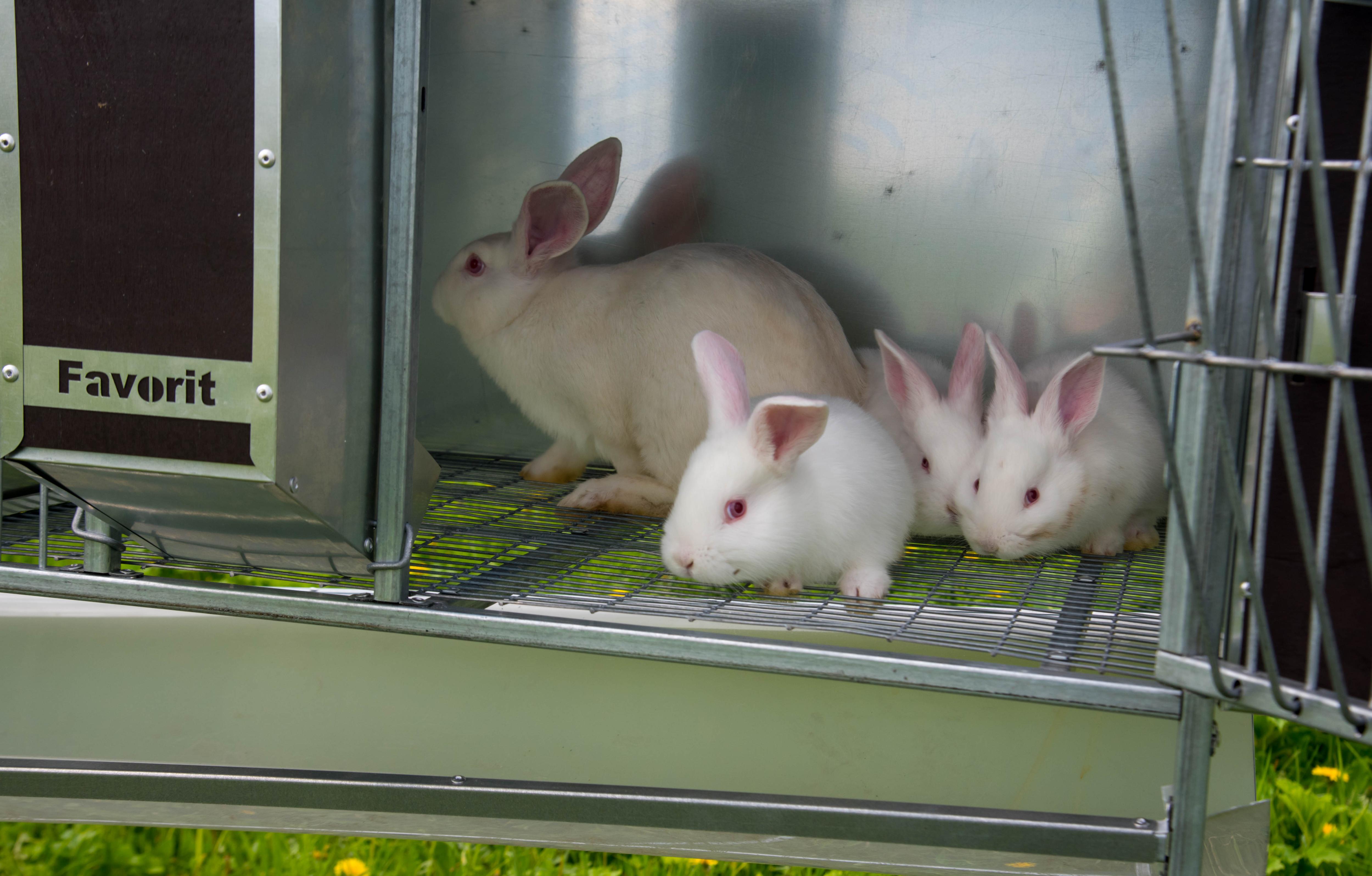 Уличный домик для кроликов "Фаворит" КР2-О-О. Фото 12 Уличный домик для кроликов "Фаворит" КР2-О-О. Фото 12