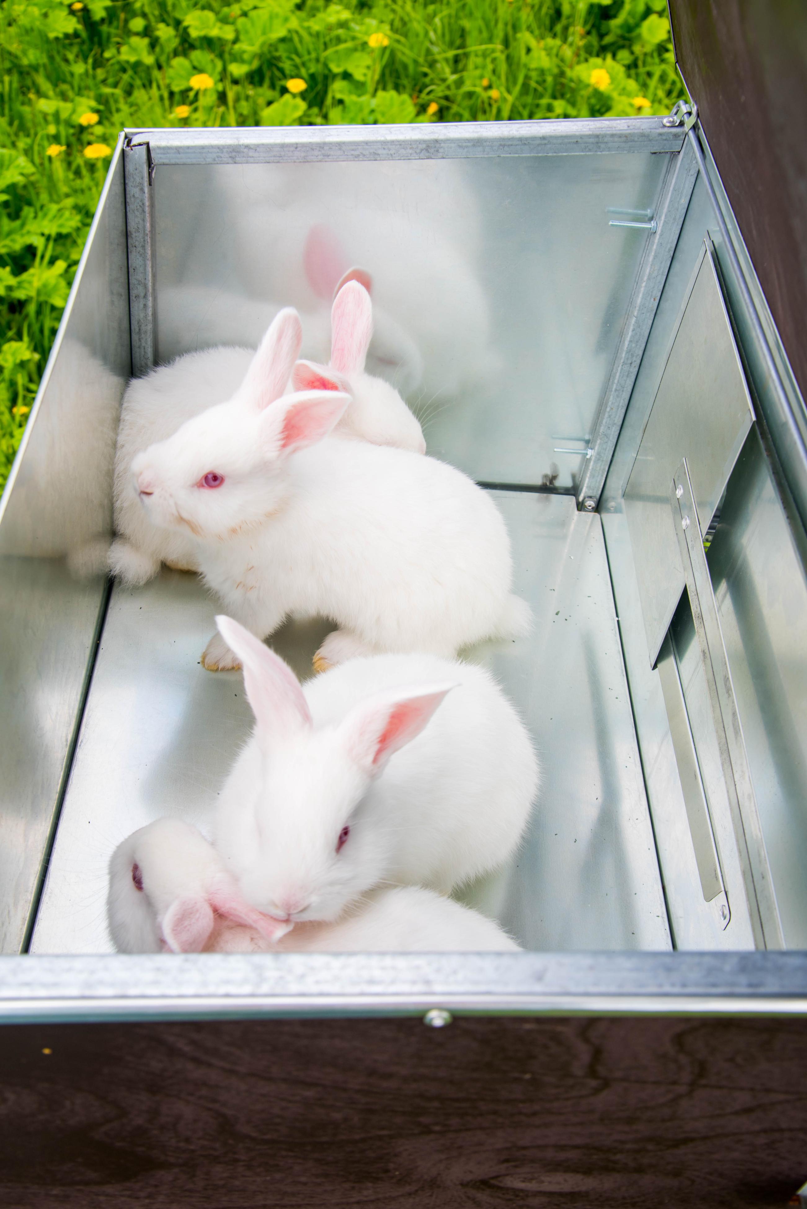 Уличный домик для кроликов "Фаворит" КР2-М-М. Фото 9 Уличный домик для кроликов "Фаворит" КР2-М-М. Фото 9