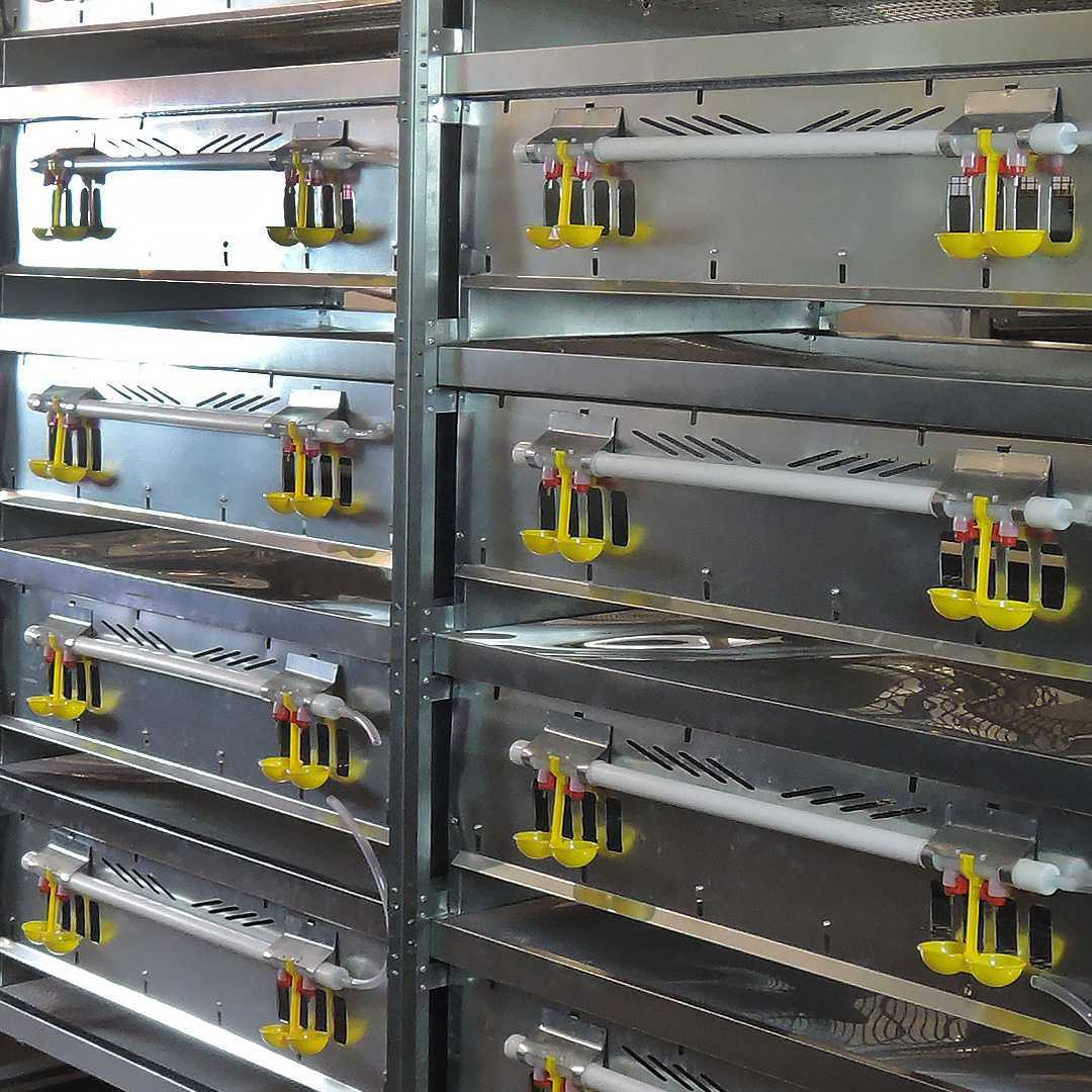 Клетка для перепелов "КОМФОРТ-2" 5-5 на 1250 голов с системой пометоудаления. Фото 6