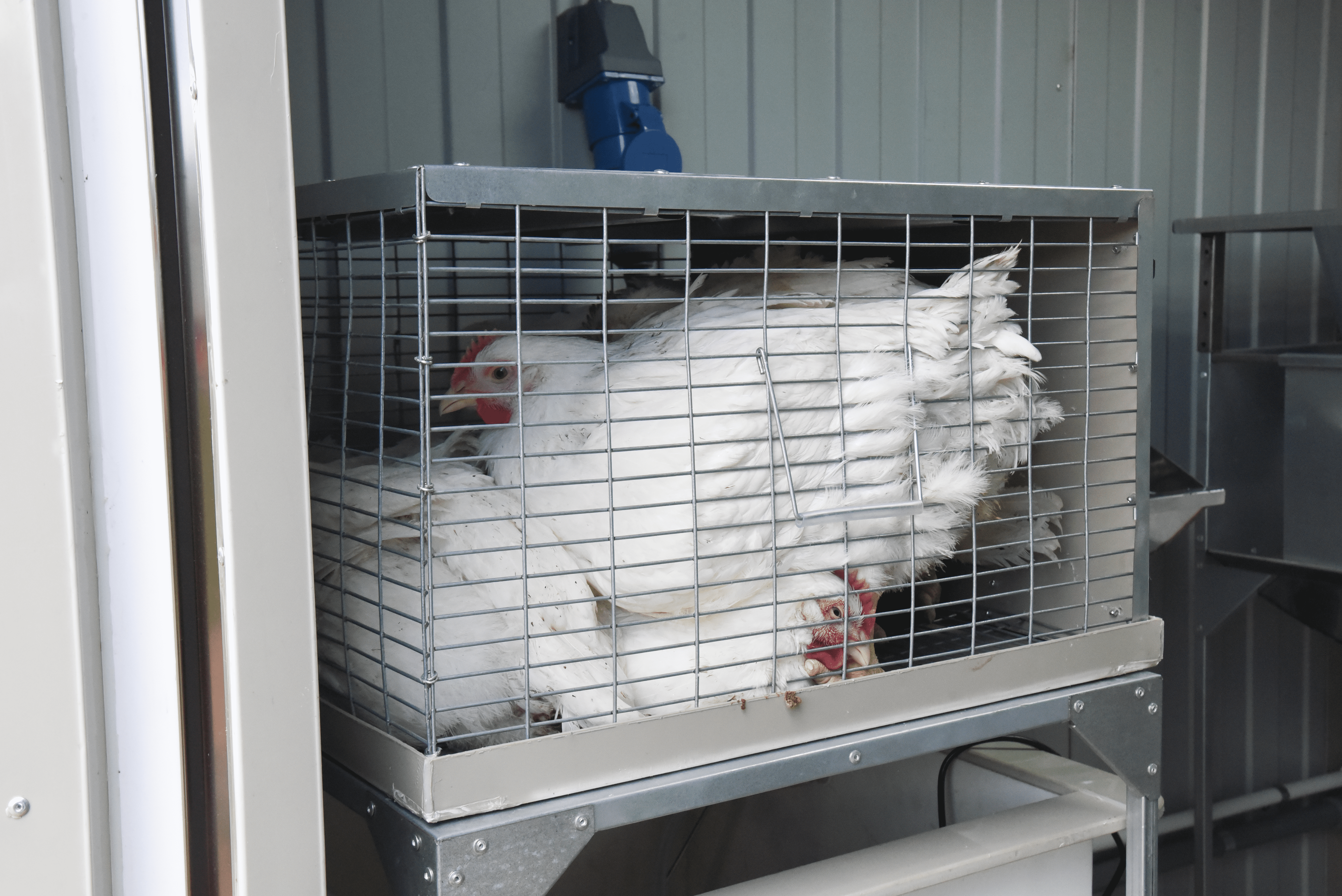 Убойный цех "ТЕХНОЛАЙН" 24/7. Фото 22 Убойный цех "ТЕХНОЛАЙН" 24/7. Фото 22