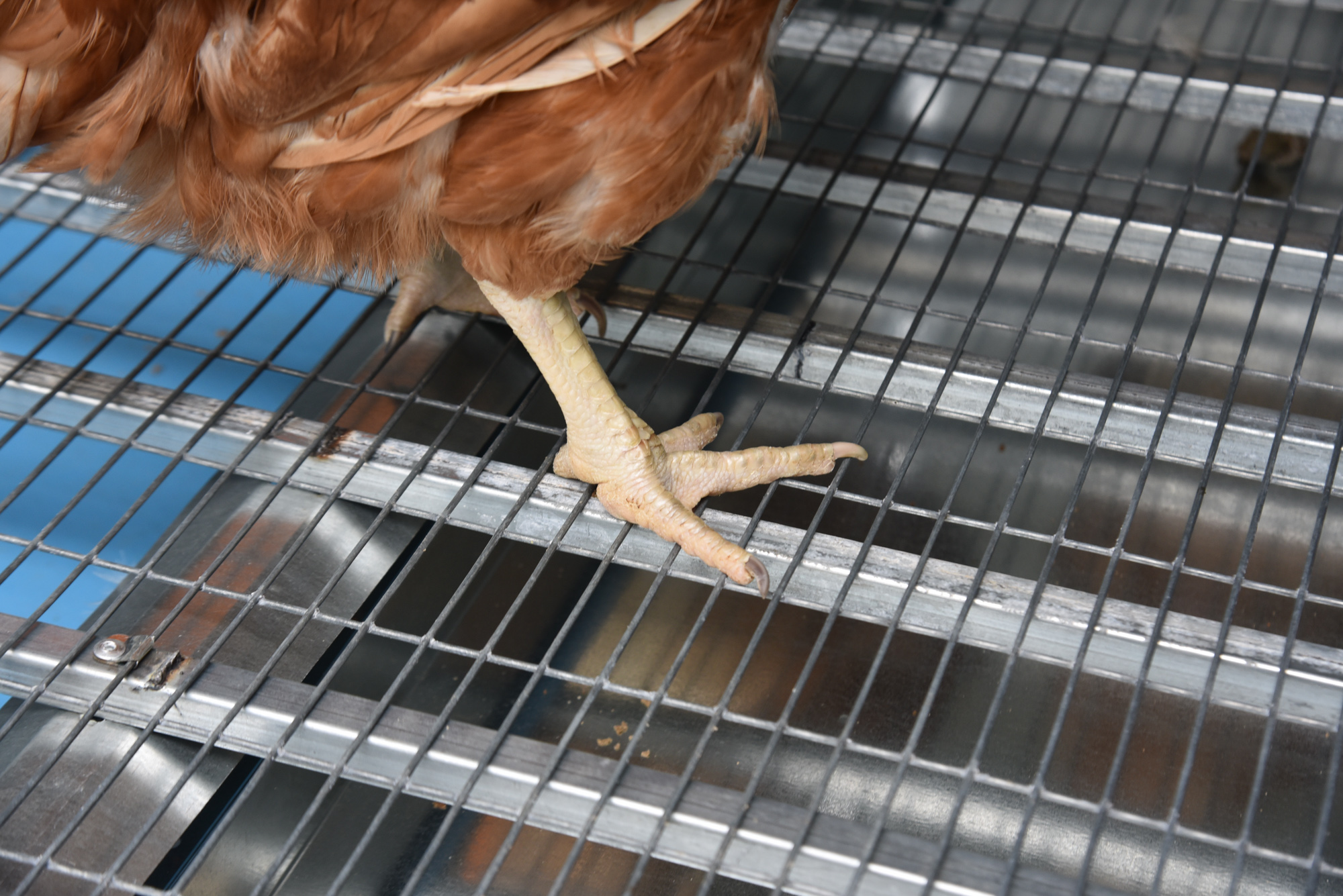  Настил металлический усиленный для птичника. Фото 5