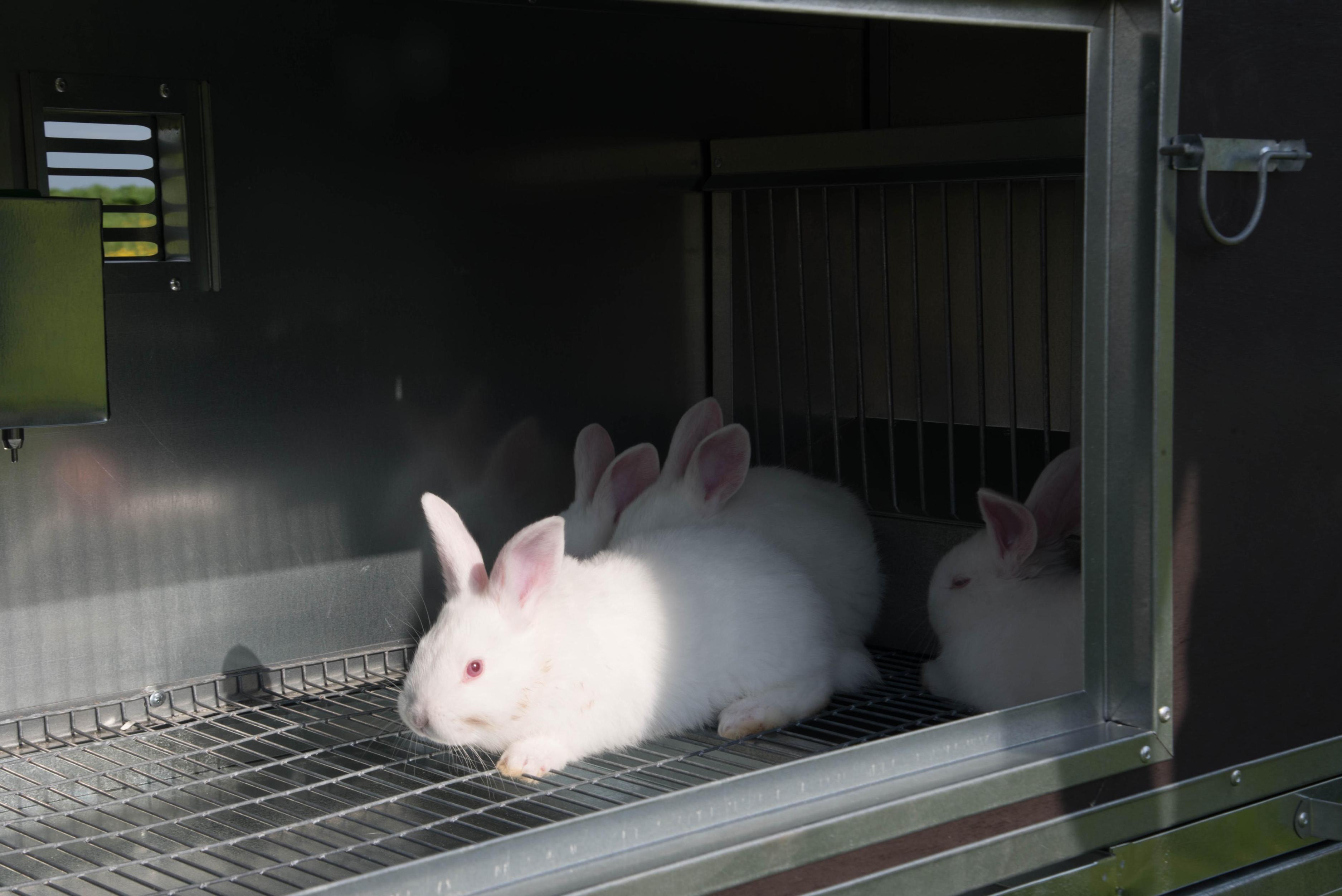 Утепленный отапливаемый крольчатник "Бестселлер" О-12. Фото 16 Утепленный отапливаемый крольчатник "Бестселлер" О-12. Фото 16