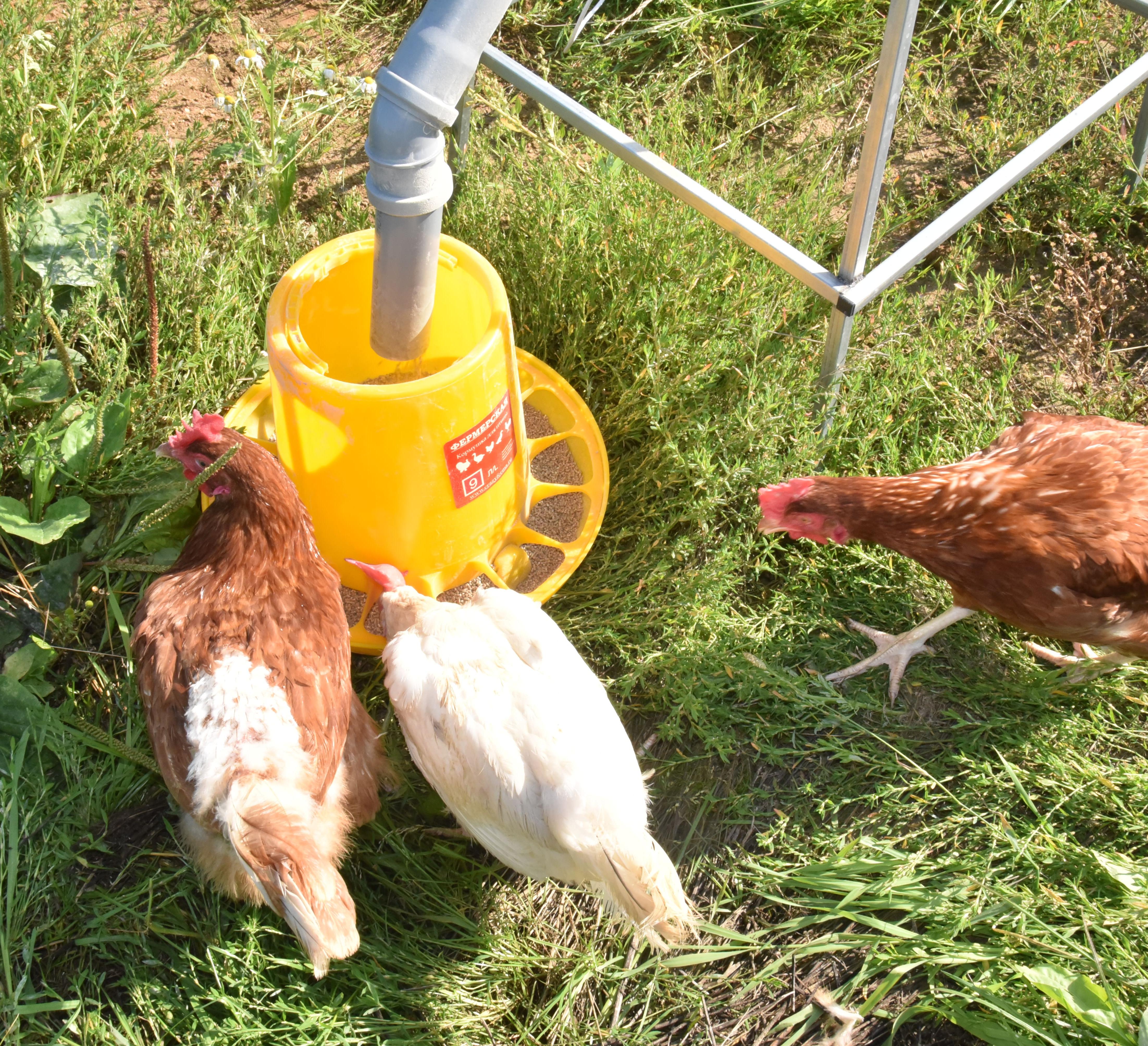 Бункер кормовой автоматический "Дозатор 45". Фото 14 Бункер кормовой автоматический "Дозатор 45". Фото 14