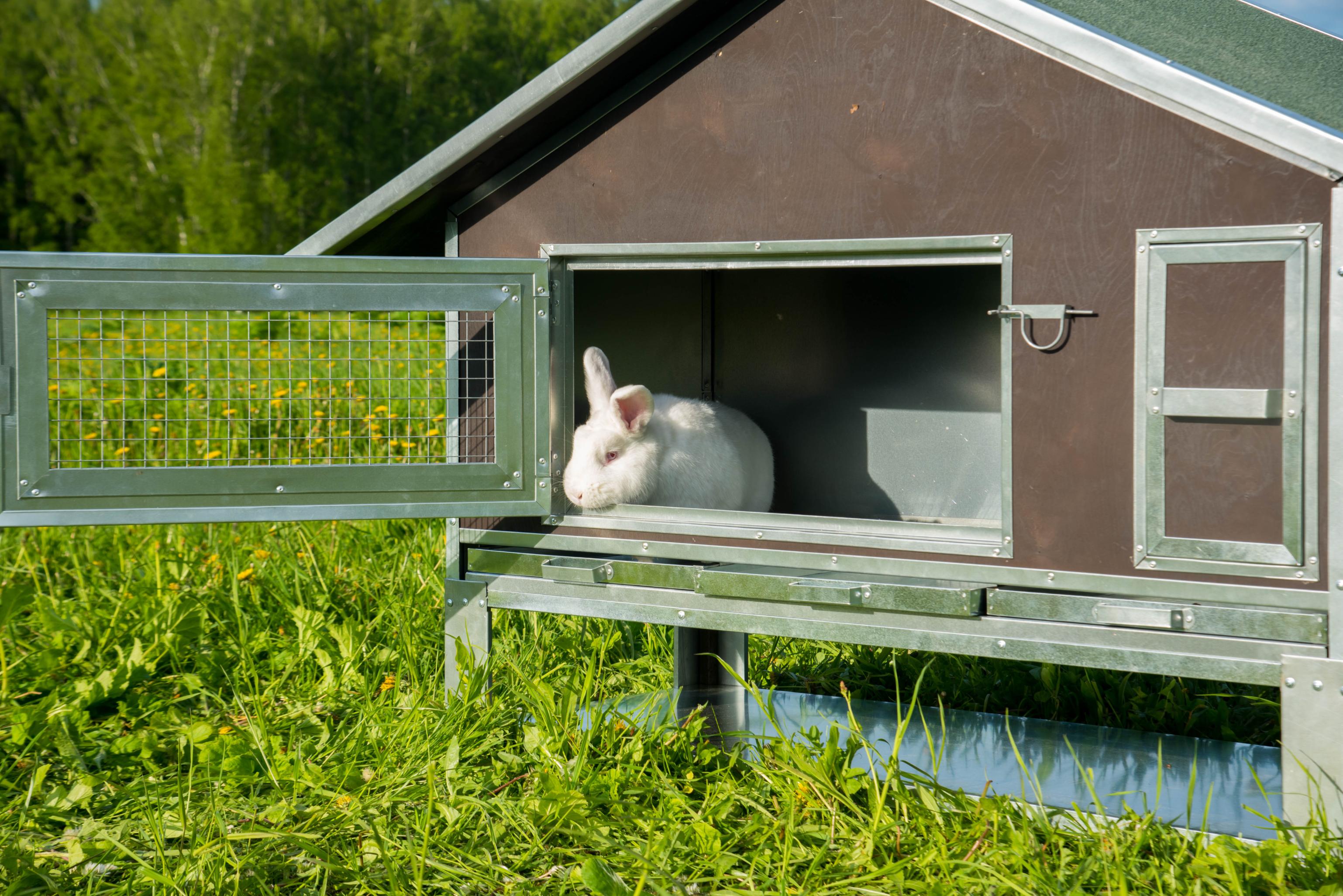 Утепленный отапливаемый крольчатник "Бестселлер" О-21. Фото 12 Утепленный отапливаемый крольчатник "Бестселлер" О-21. Фото 12