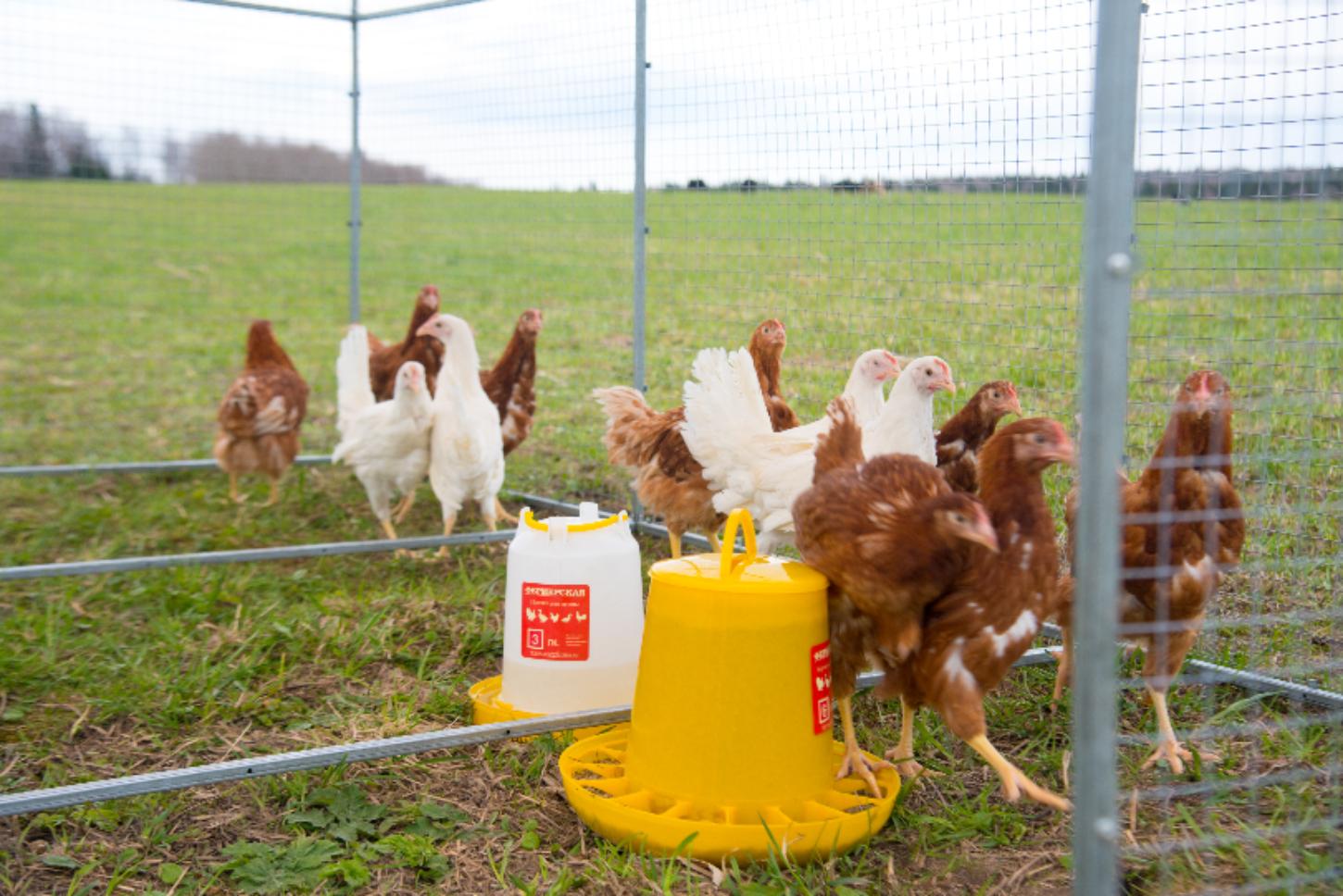 Выгул "Разгуляй" из сетки 2-4-С. Фото 4