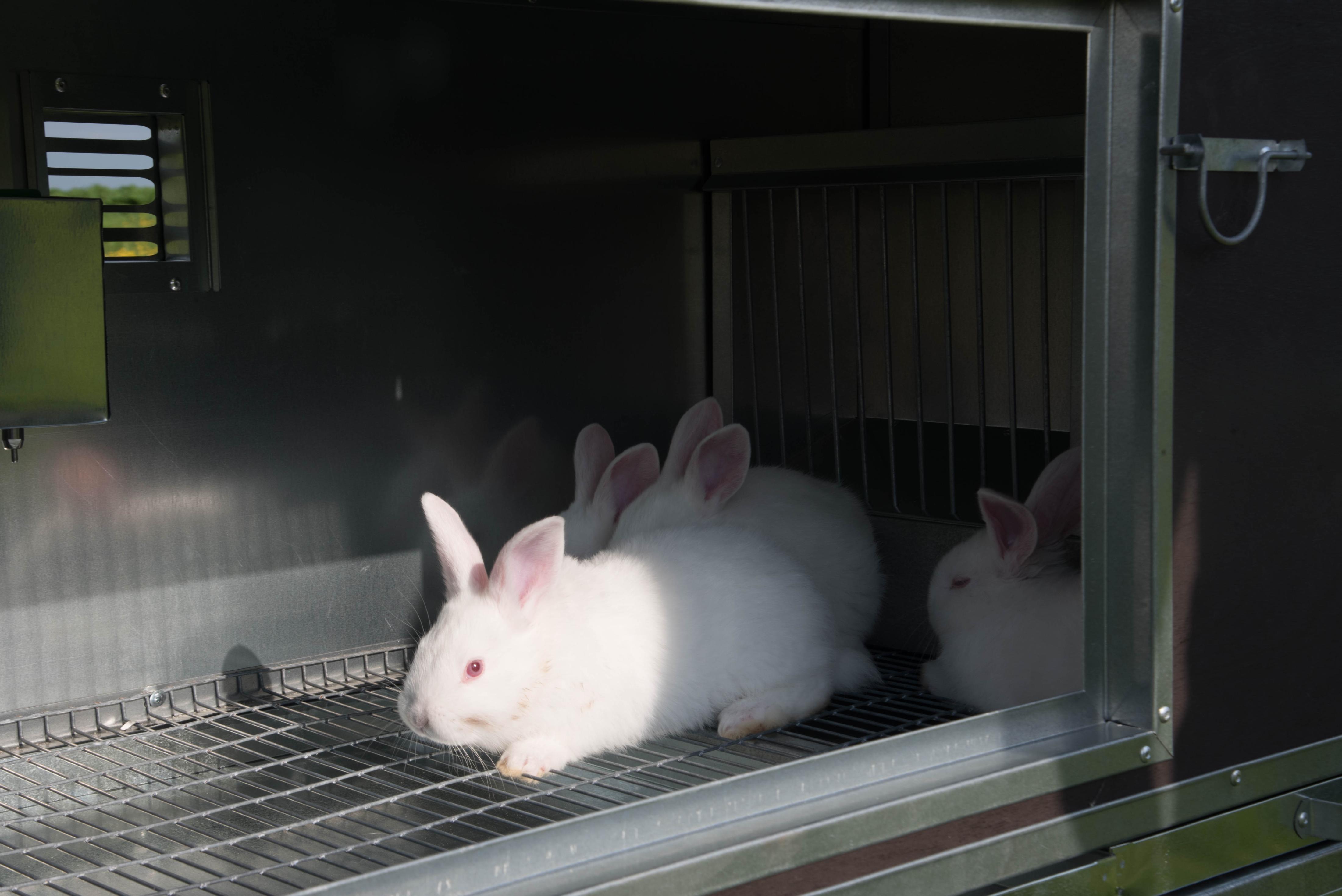 Утепленный отапливаемый крольчатник "Бестселлер" О-11. Фото 14 Утепленный отапливаемый крольчатник "Бестселлер" О-11. Фото 14