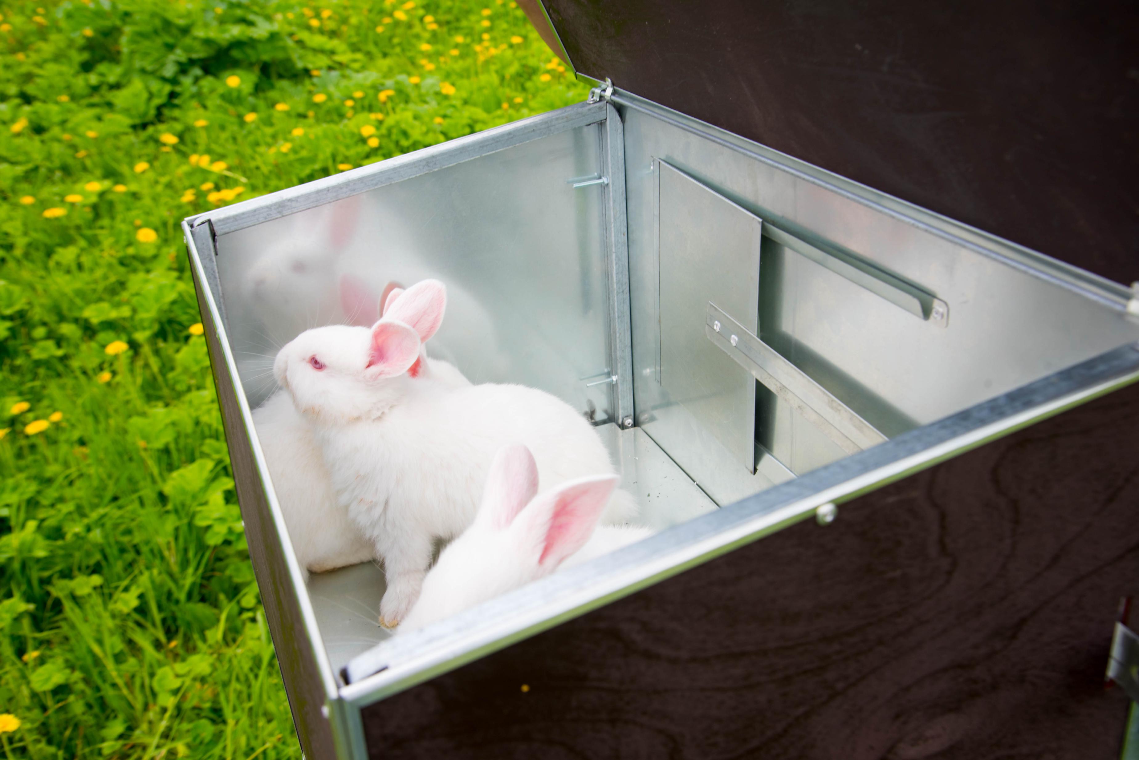 Уличный домик для кроликов "Фаворит" КР2-М-М. Фото 8 Уличный домик для кроликов "Фаворит" КР2-М-М. Фото 8