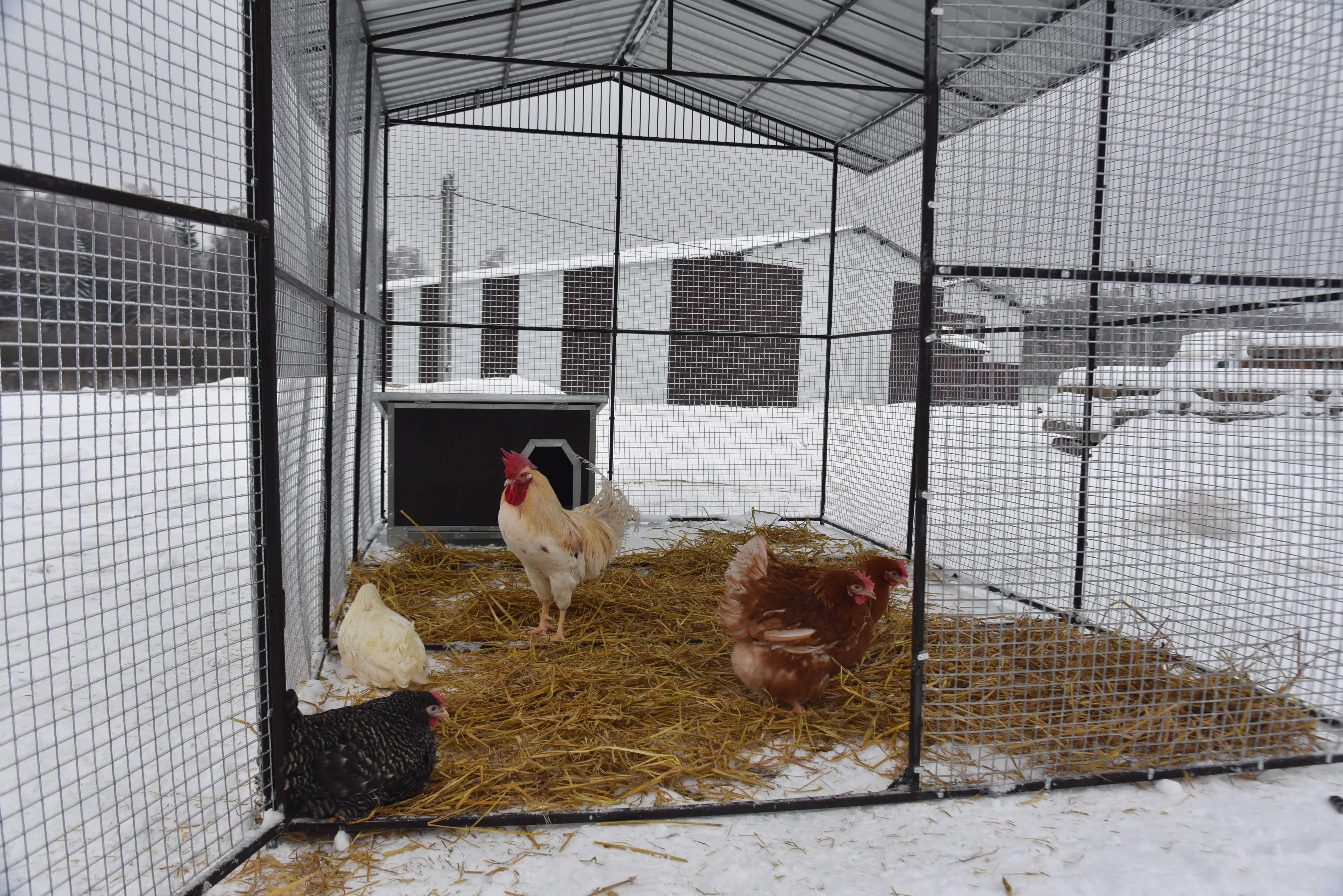 Выгул "Разгуляй" с крышей 2-6-К. Фото 13 Выгул "Разгуляй" с крышей 2-6-К. Фото 13