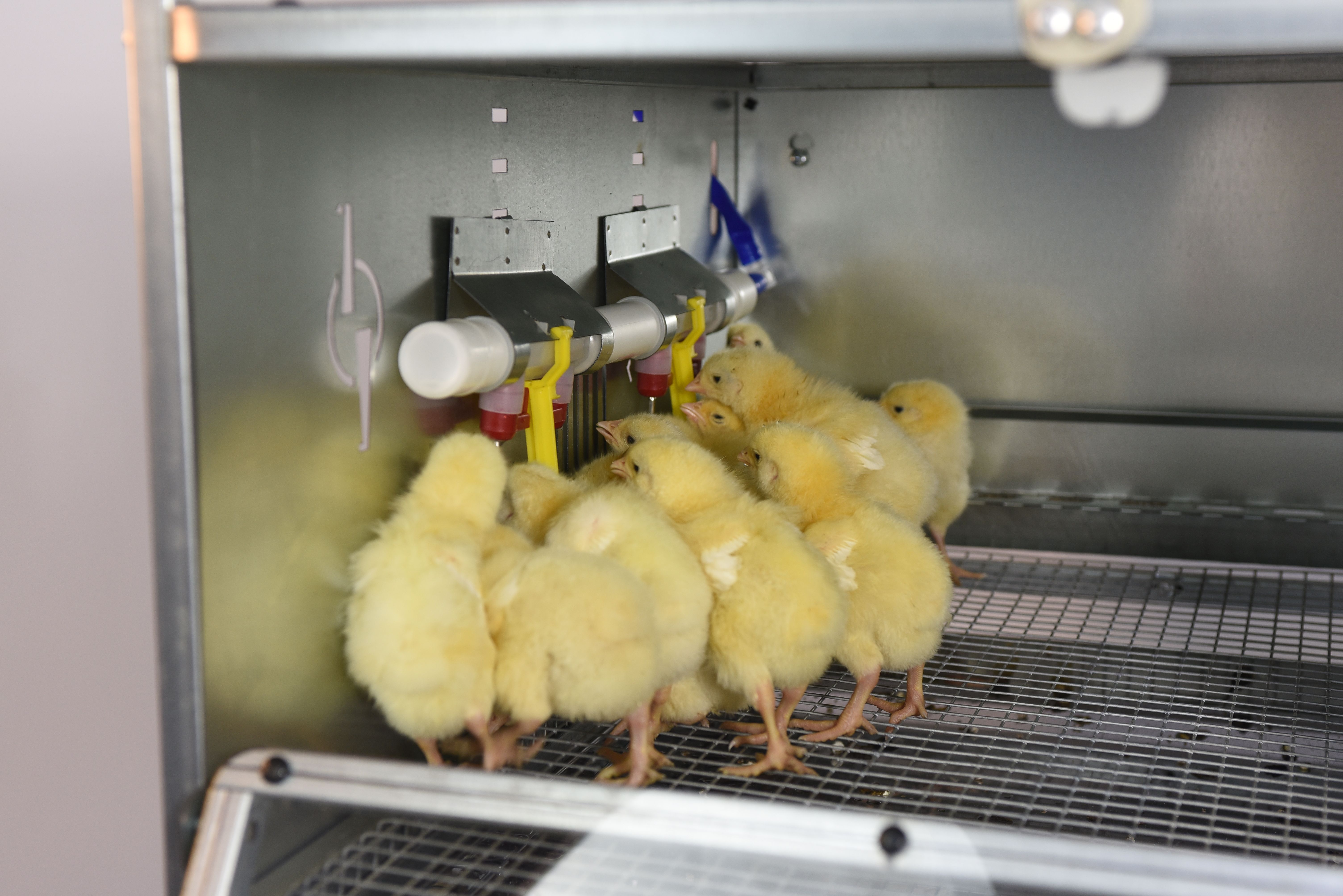 Рамный автоматический брудер 0714 Премиум. Фото 20