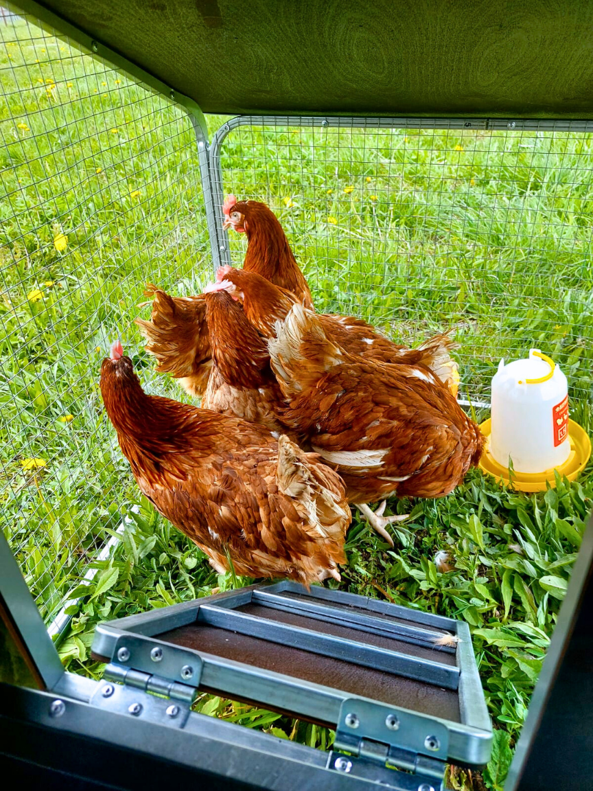 Курятник "Фазенда" на 8-10 кур. Фото 23