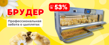  ЛЕТО НАЧИНАЕТСЯ С ВЫГОДНЫХ ПОКУПОК! Скидка до -53% на брудеры для цыплят! 