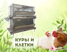 Куры и клетки