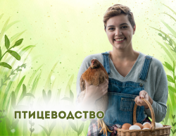Птицеводство