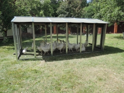 Домики и выгулы для индюков