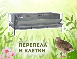 Перепела и клетки